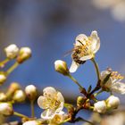 Der Frühling beginnt