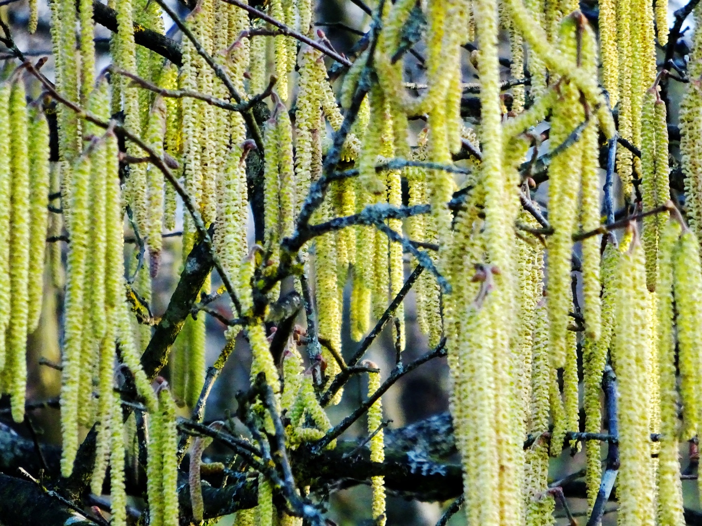 Der Frühling beginnt im Januar