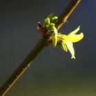 Der Frühling begrüßt uns