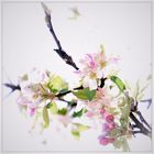  ... Der Frühling beschert uns zarte Blütenträume ...