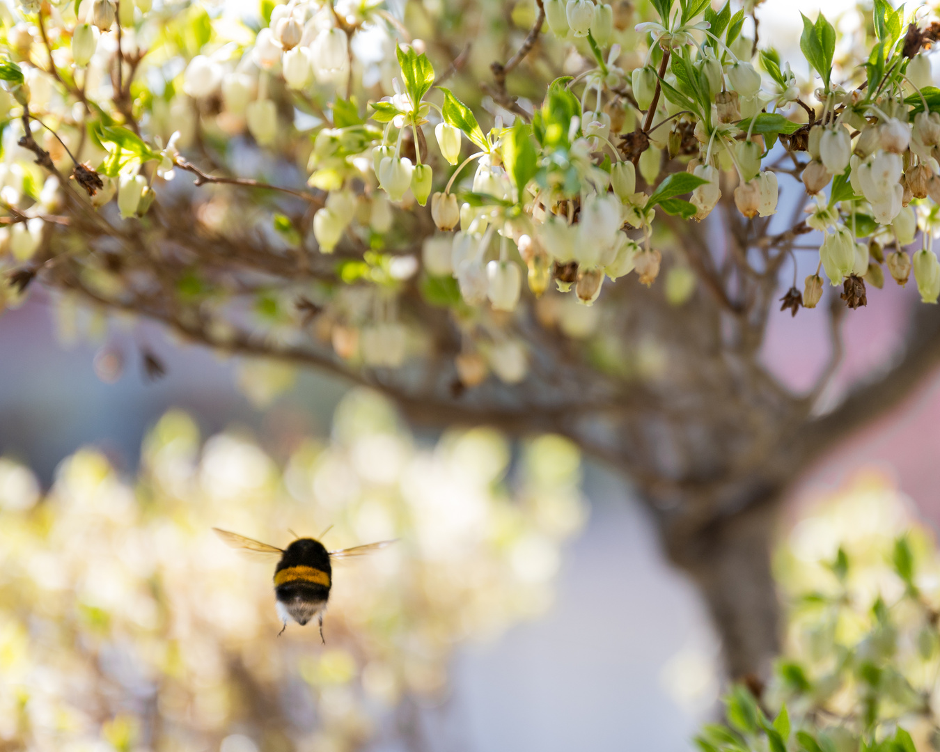 der Frühling bient...