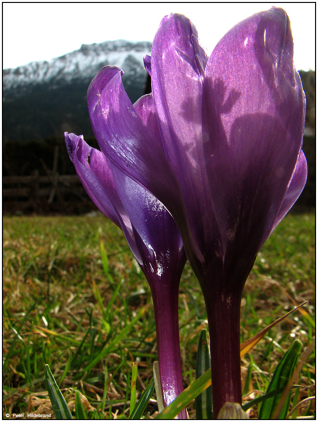 Der Frühling blickt auf den Winter