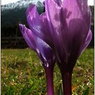 Der Frühling blickt auf den Winter