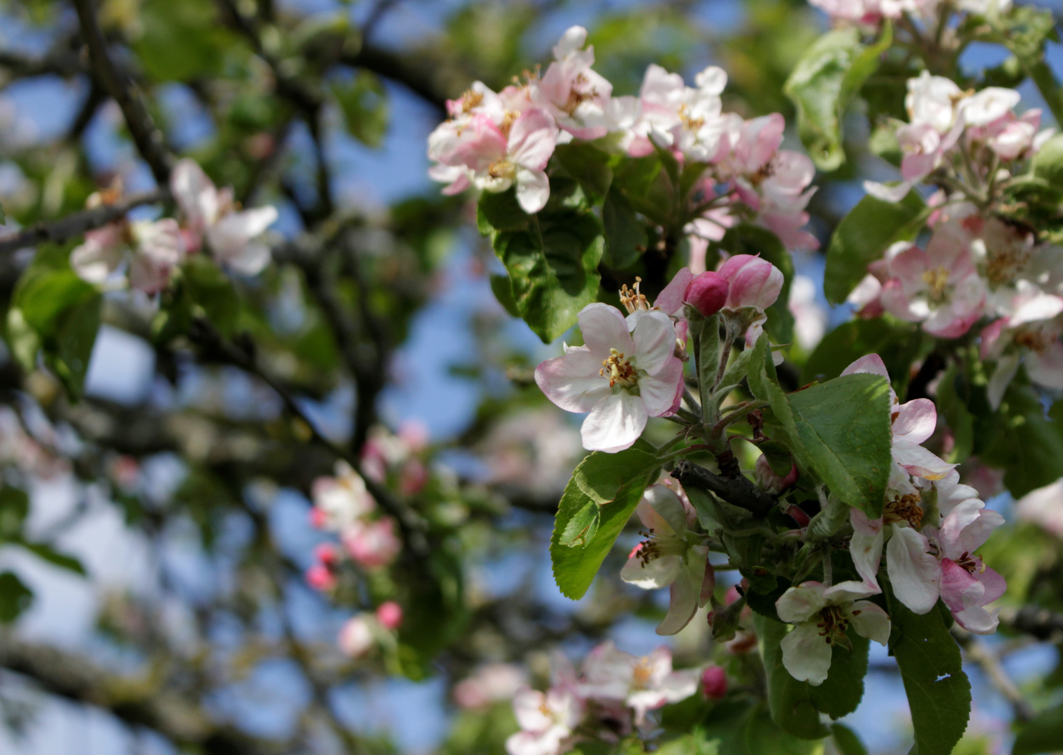 Der Frühling blüht