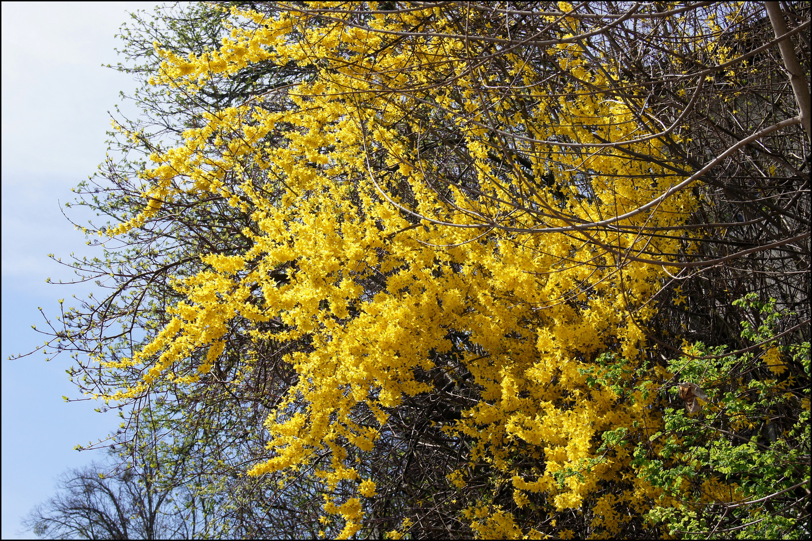 Der Frühling blüht