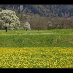 Der Frühling blüht...