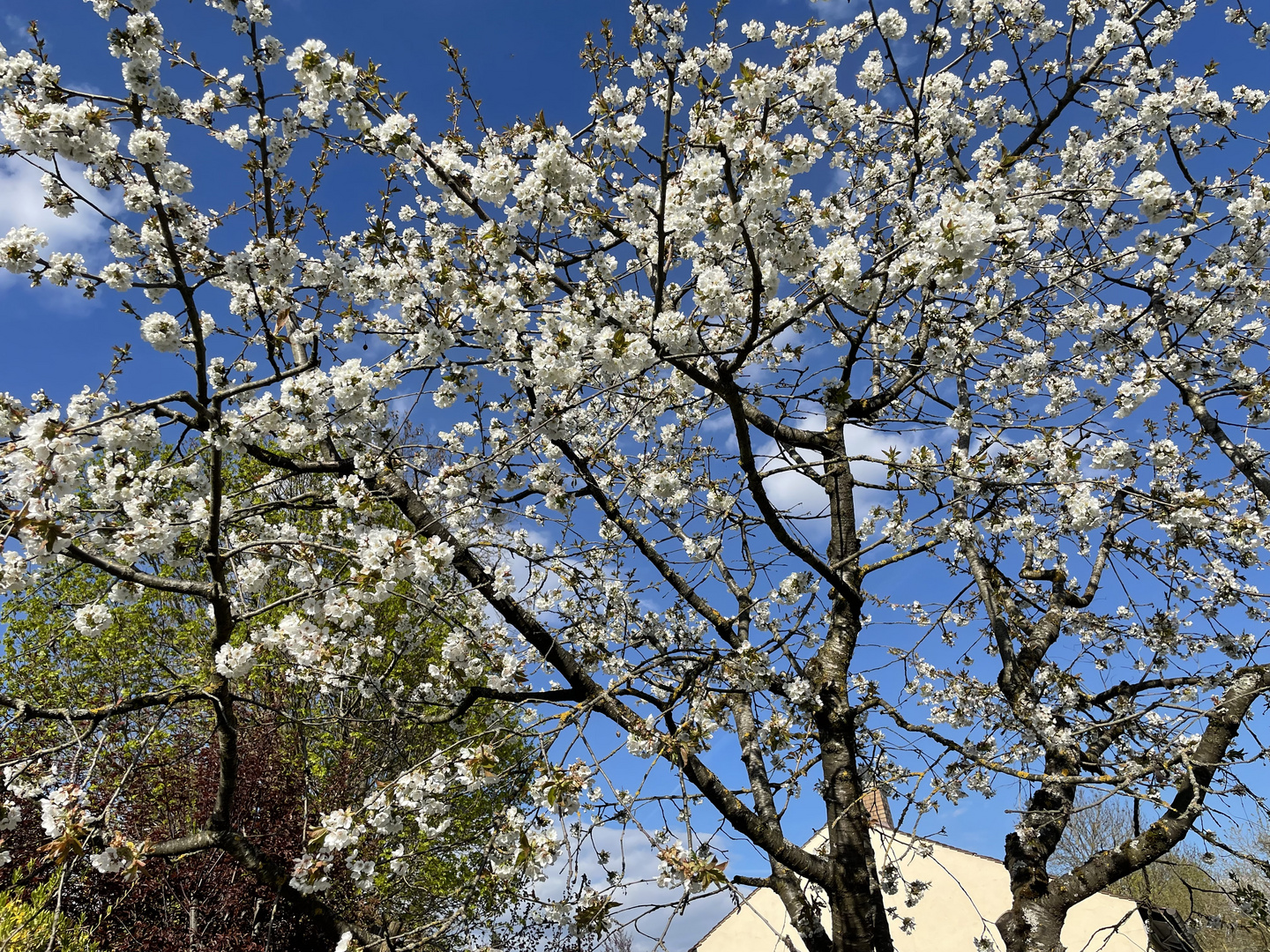 Der Frühling blüht