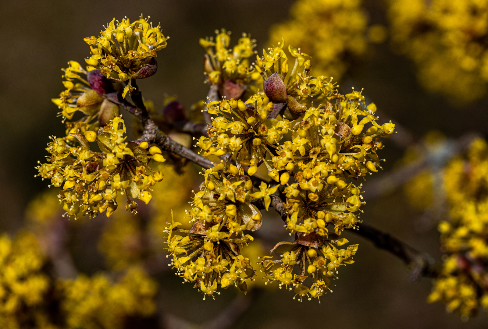 Der Frühling blüht gelb.