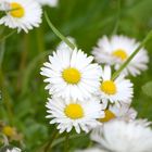 Der Frühling blüht in seinen schönsten Farben