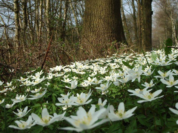 Der Frühling breitet sich aus