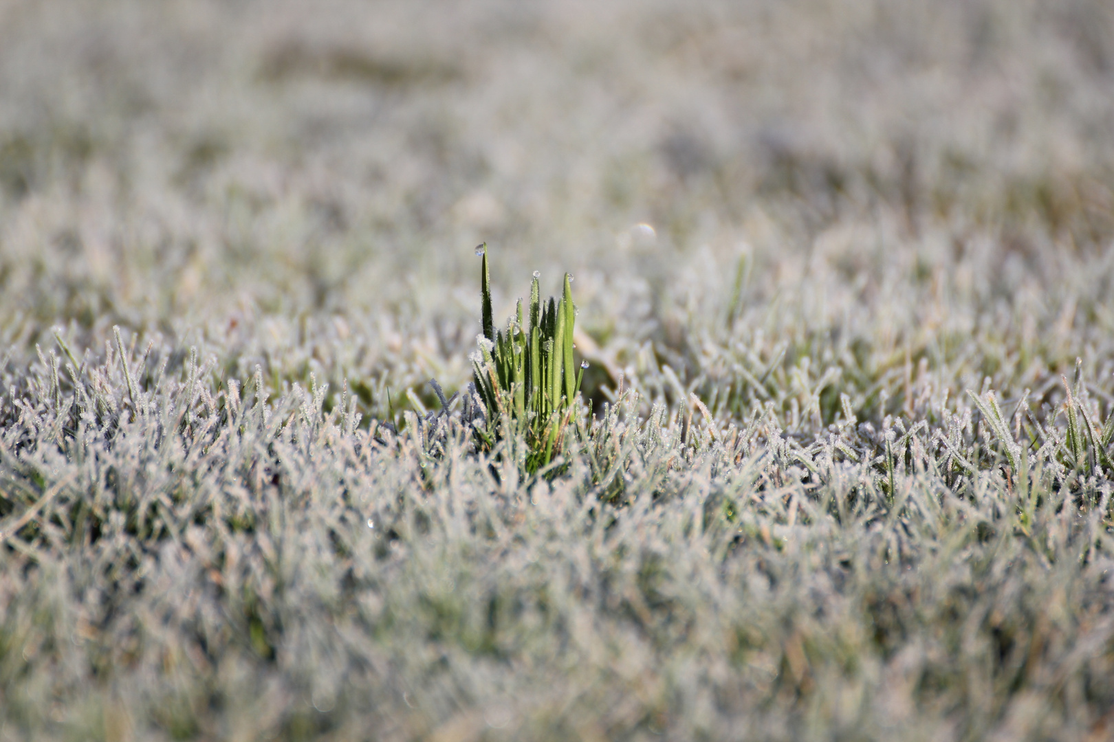 der Frühling bricht das Eis