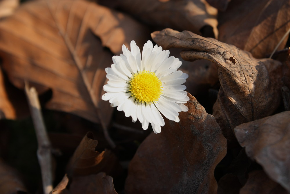 Der Frühling bricht durch......