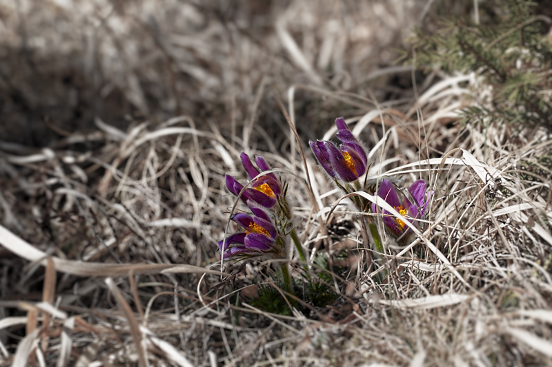 Der Frühling bricht durch...