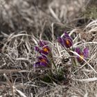 Der Frühling bricht durch...