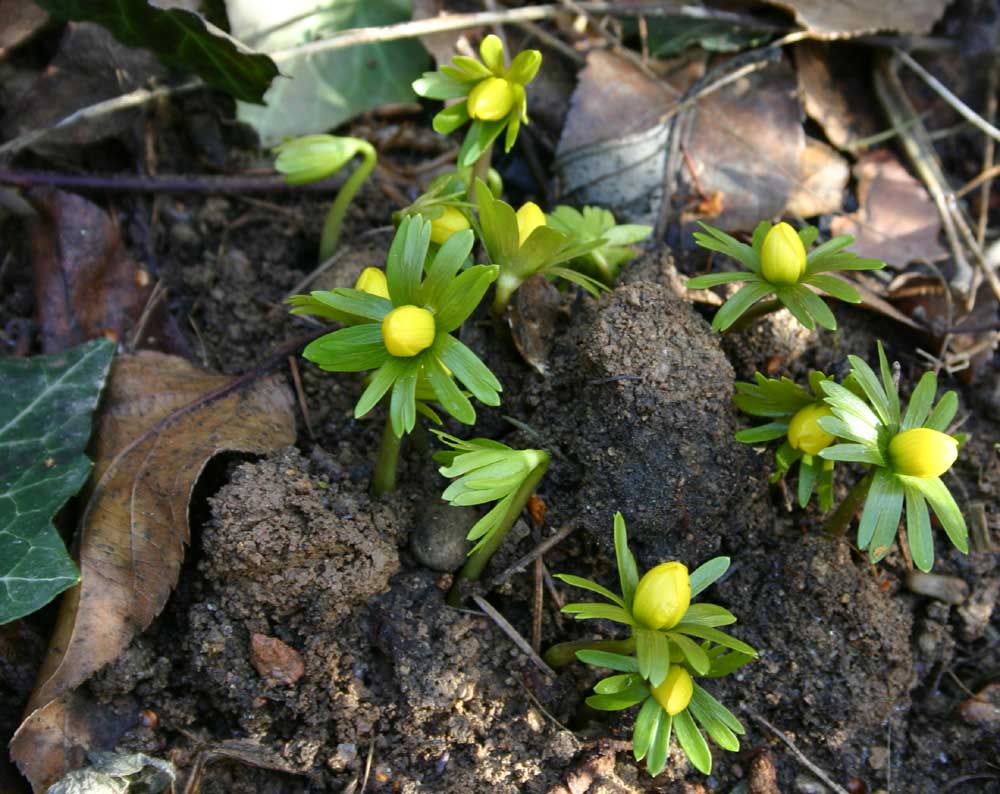 Der Frühling bricht schon durch