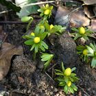 Der Frühling bricht schon durch