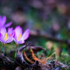 Der Frühling bricht sich Bahn