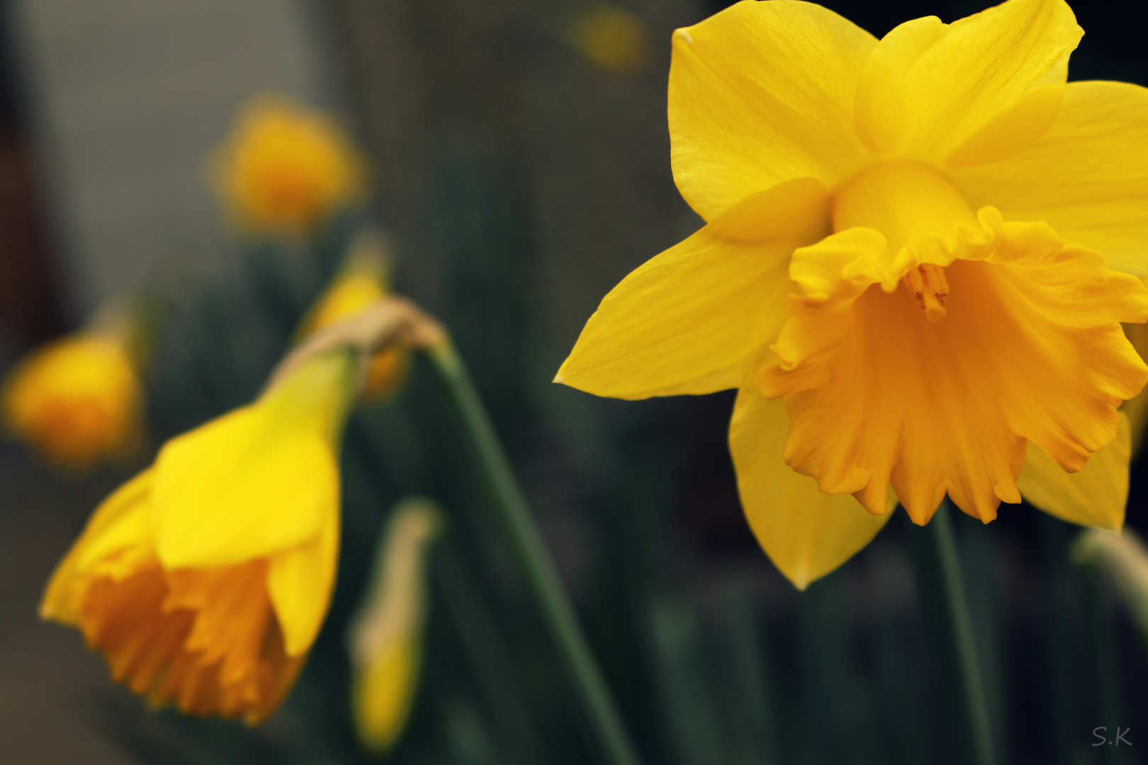 Der Frühling bringt Blumen.......