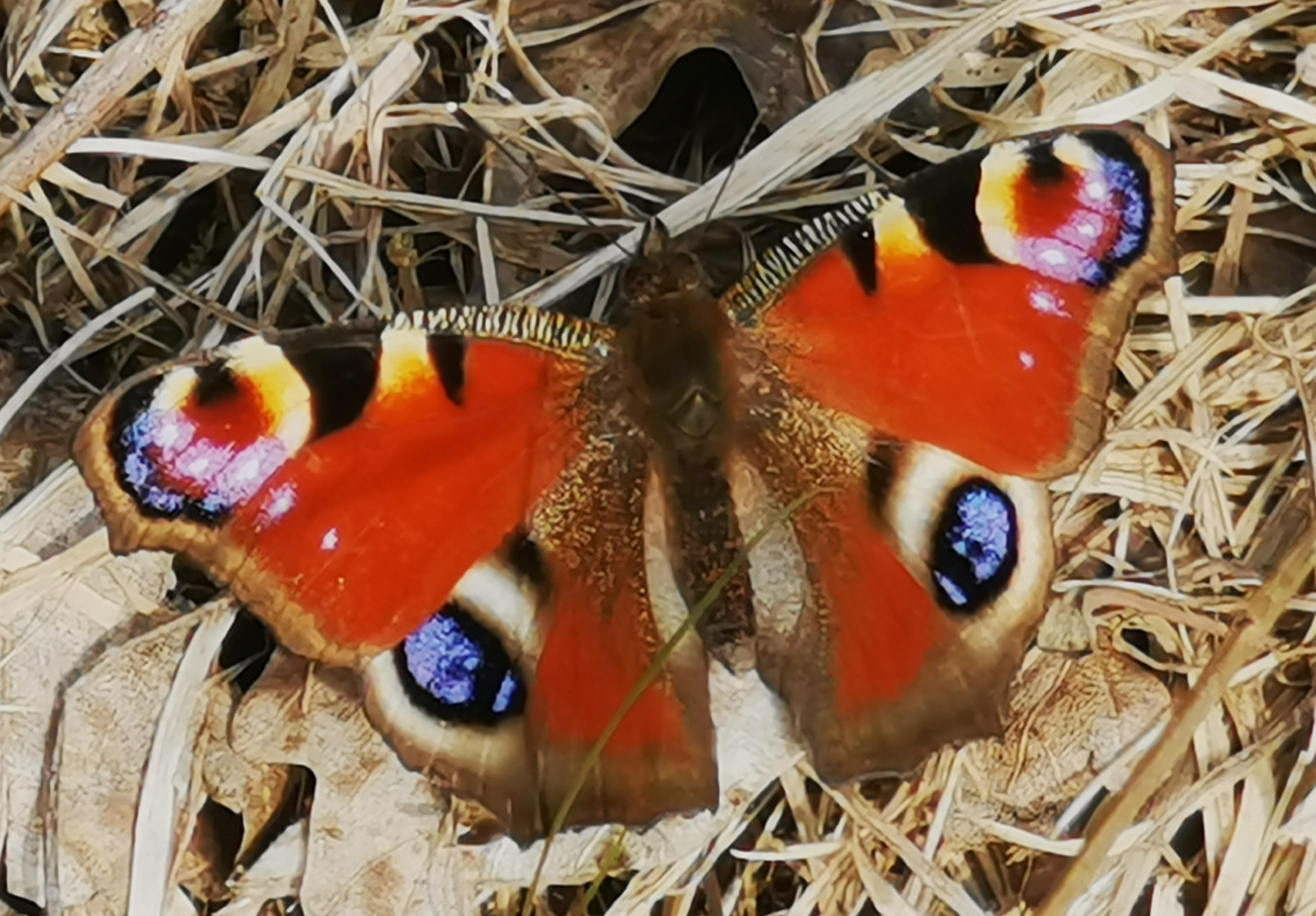 Der Frühling bringt die Farben zurück ,- Tagpfauenauge