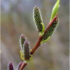 Der Frühling bringt es an den Tag.