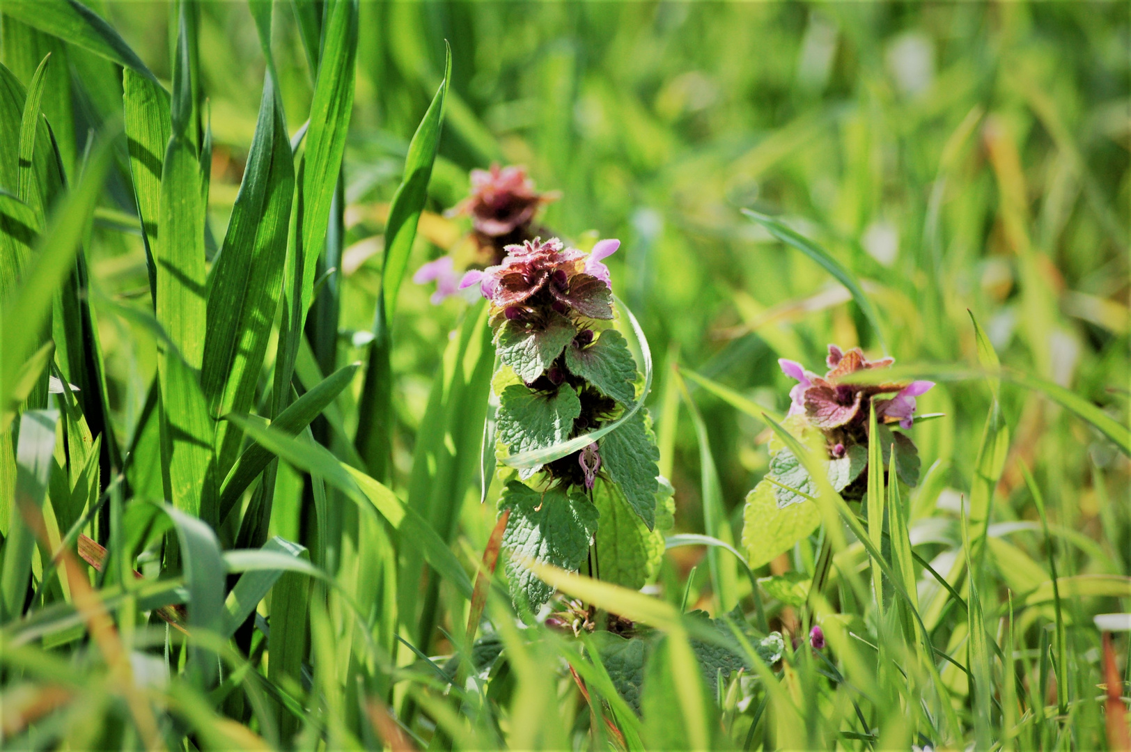 Der Frühling bringt Farbe (1) 