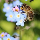 Der Frühling bringt sie wieder