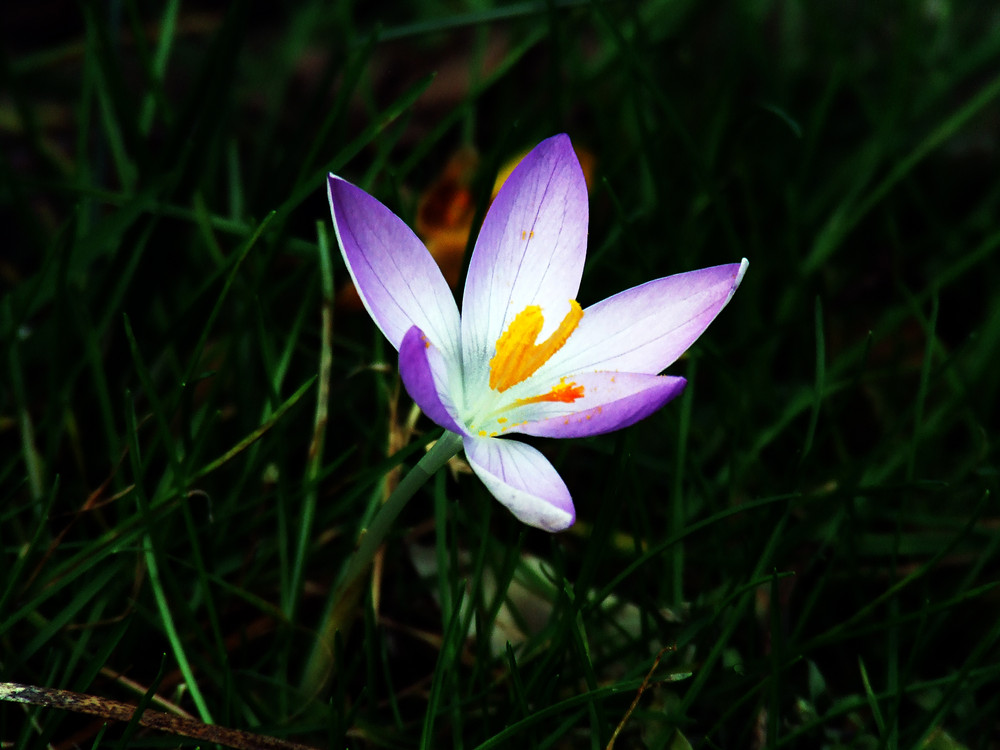 der frühling bringt uns die Blumen wieder