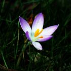 der frühling bringt uns die Blumen wieder