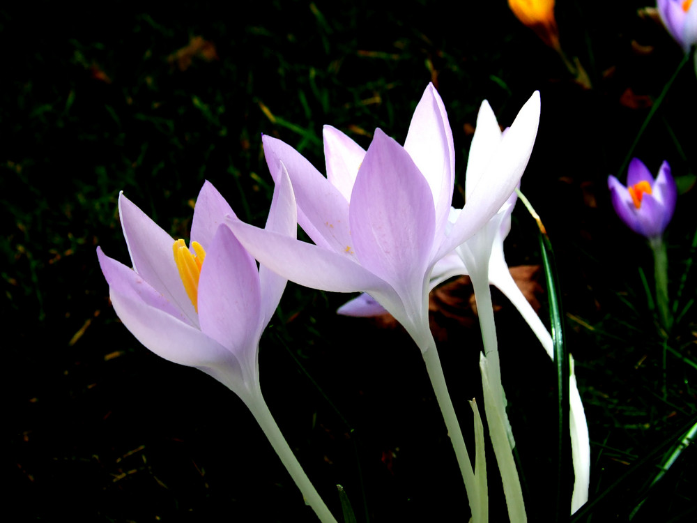 der frühling bringt uns die Blumen wieder 2