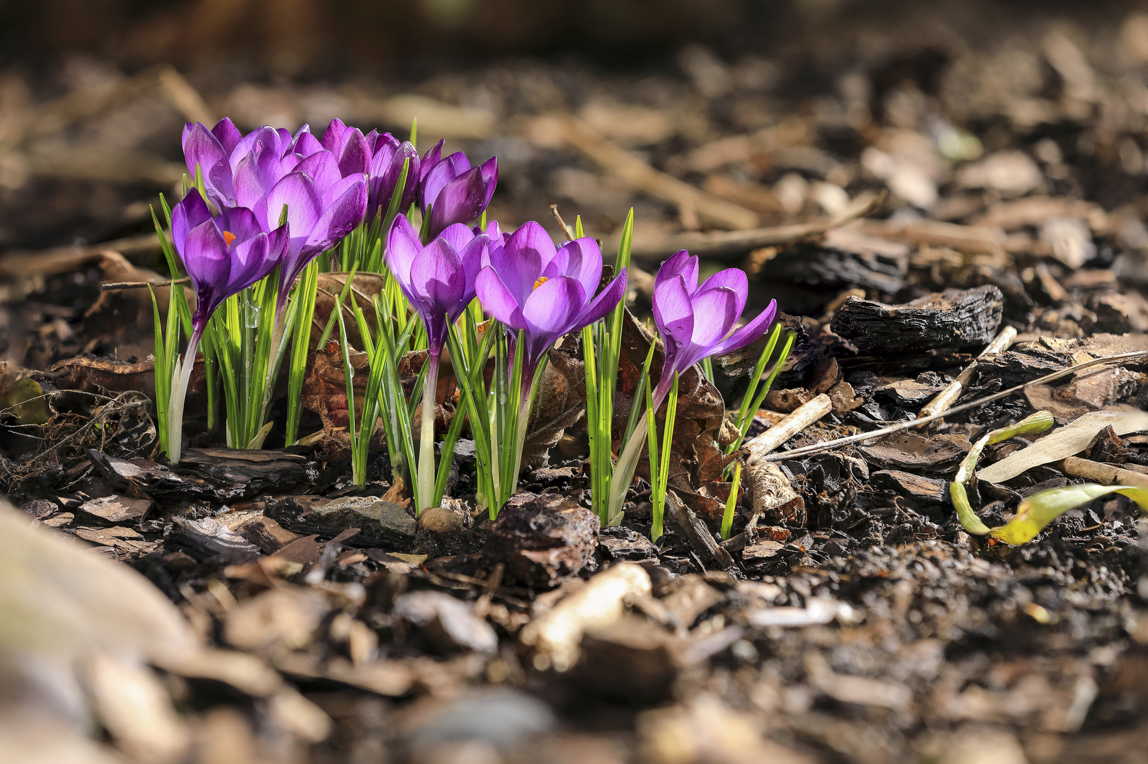 der Frühling...