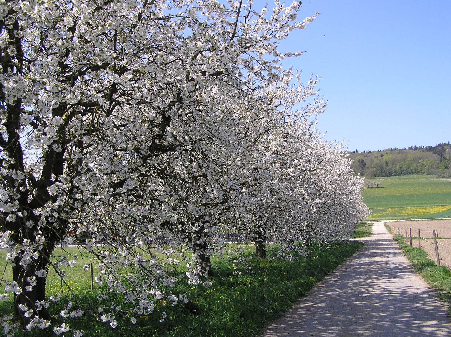 der Frühling