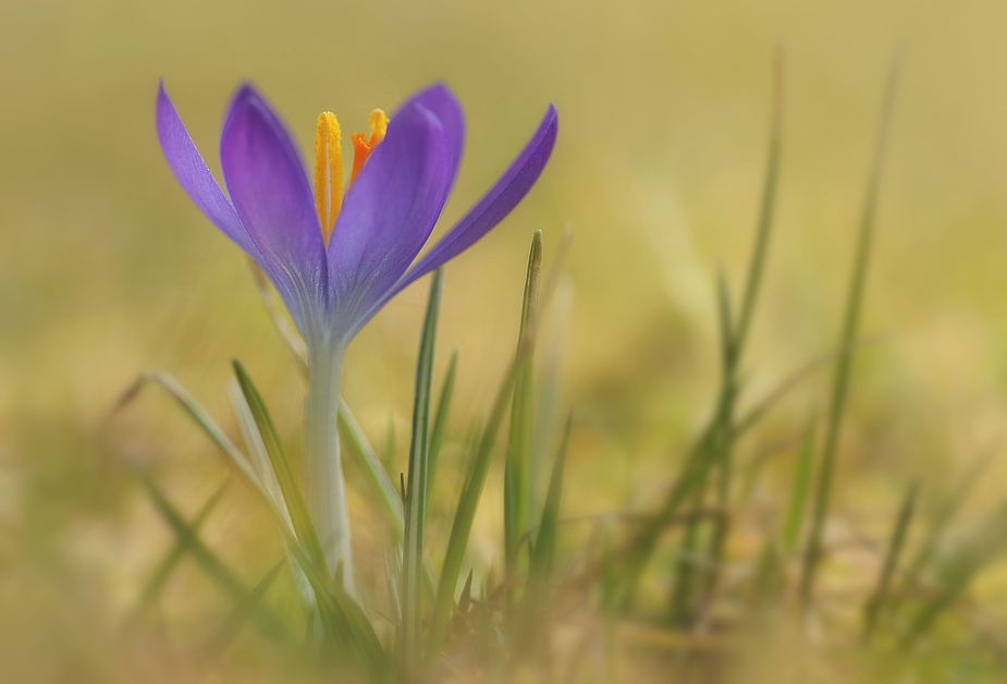 Der Frühling...