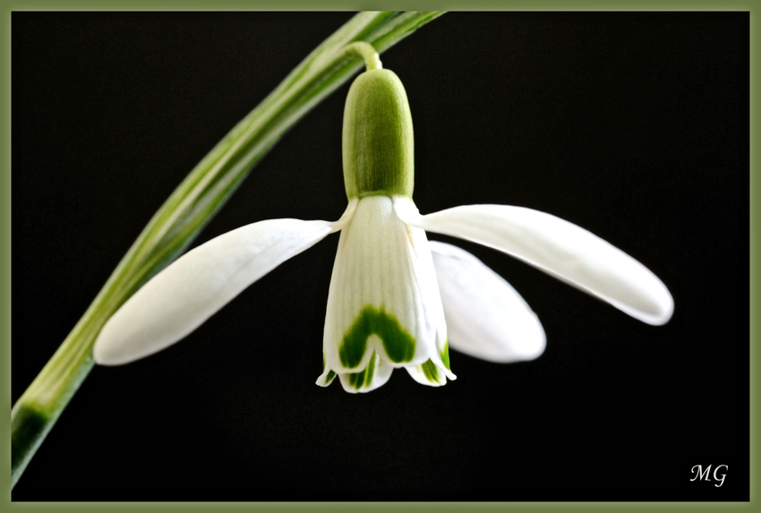 Der Frühling