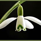 Der Frühling