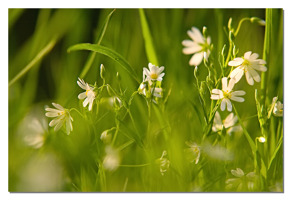 Der Frühling