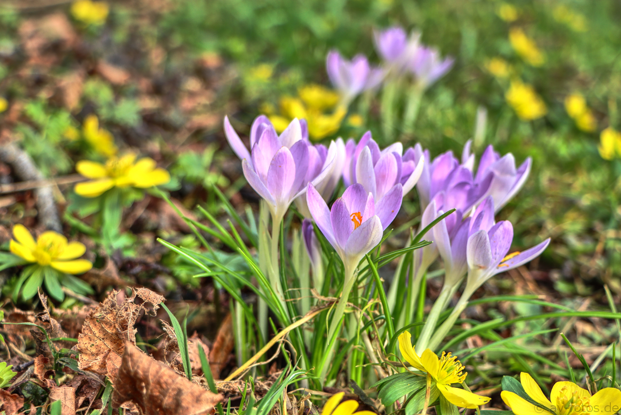 Der Frühling