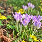 Der Frühling