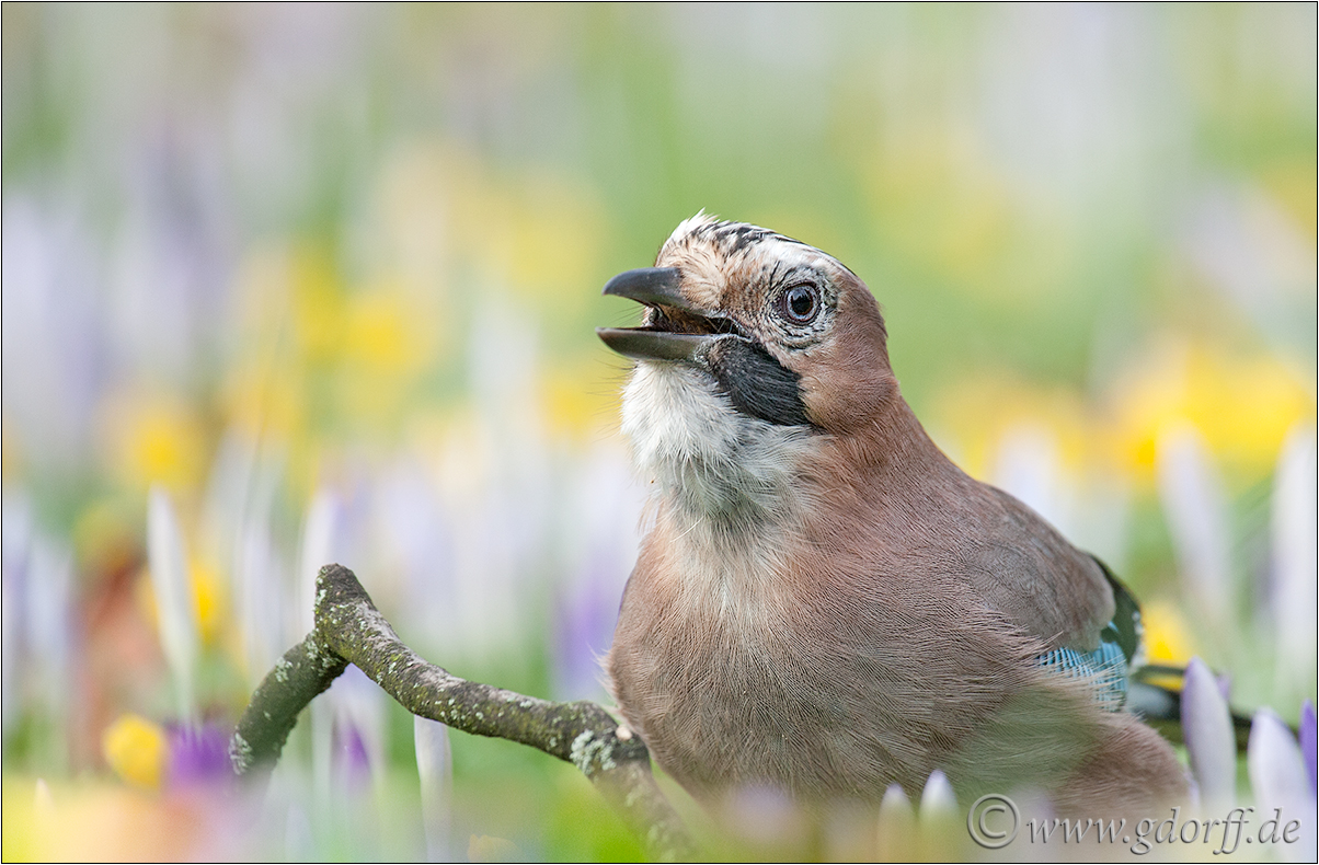 ~ der Frühling ~ 