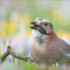 ~ der Frühling ~ 