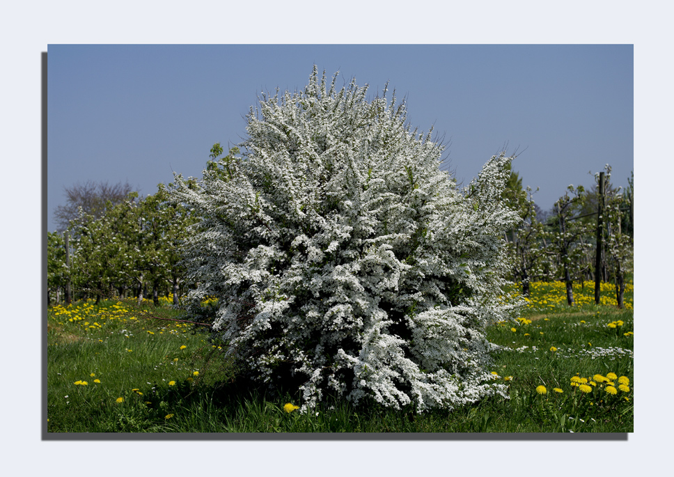 der Frühling...