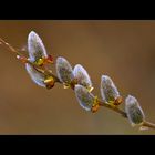 Der Frühling ...