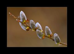 Der Frühling ...