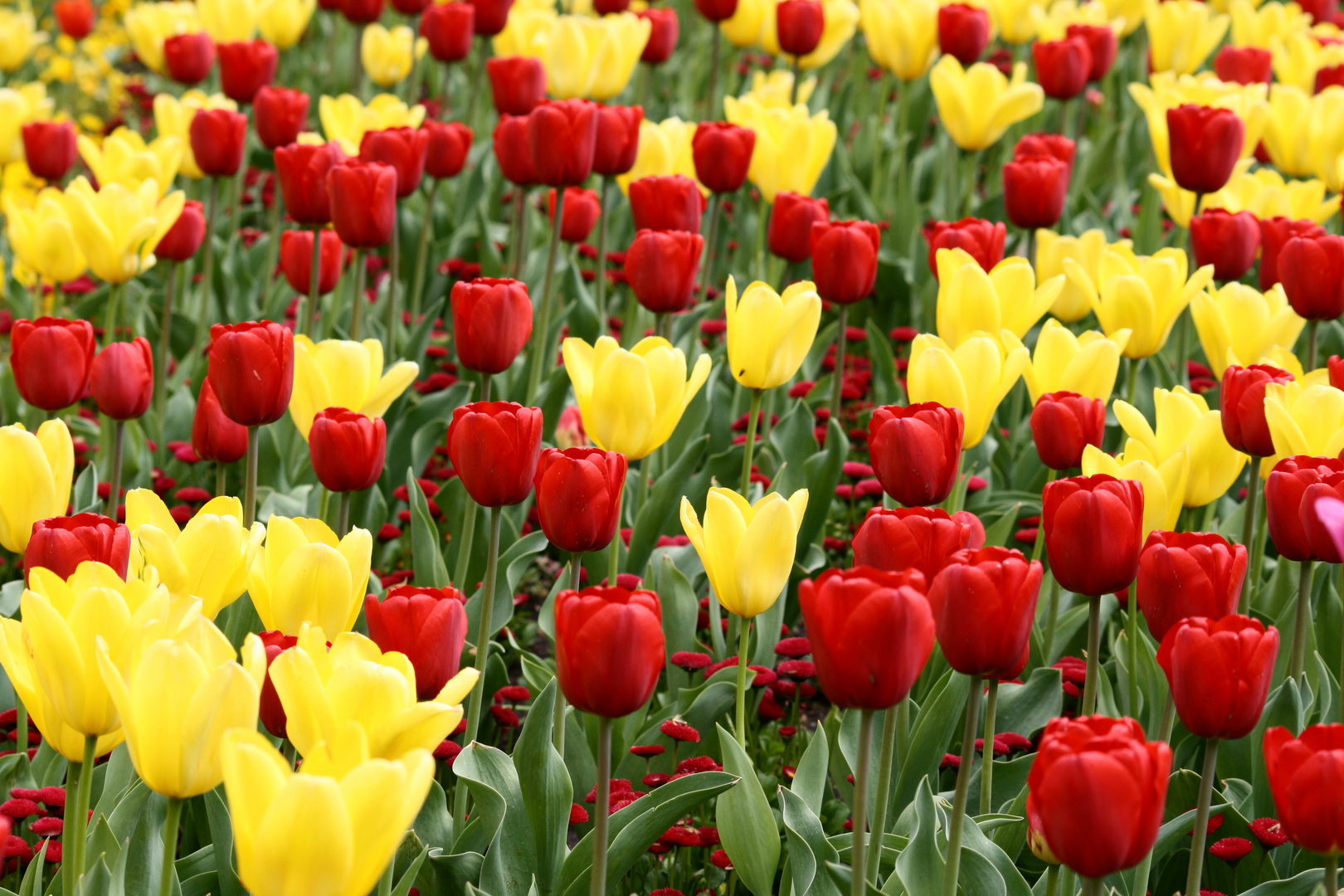 Der Frühling!