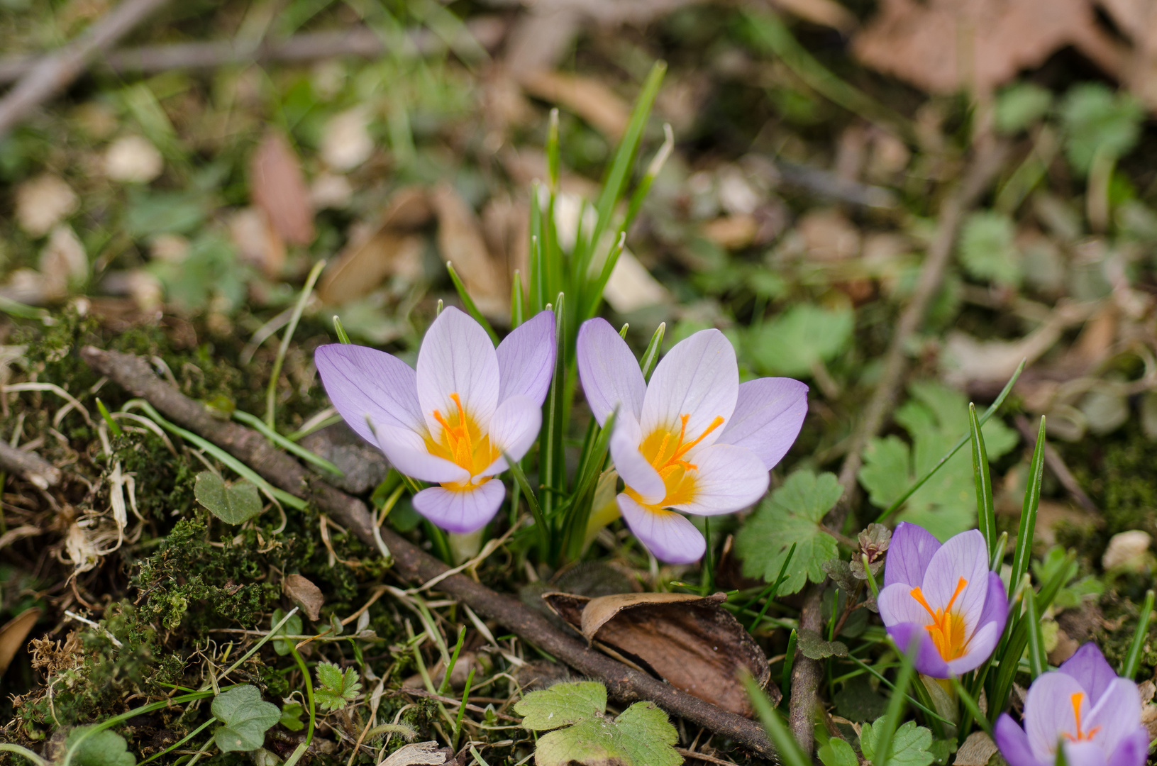 Der Frühling, der Frühling!