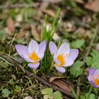 Der Frühling, der Frühling!