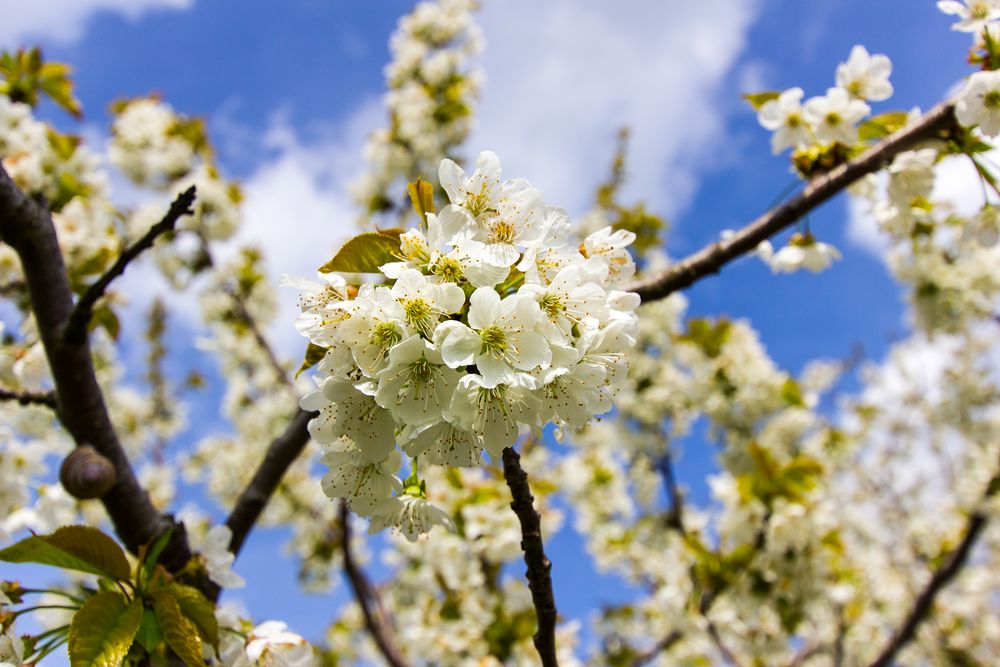 Der Frühling die 2te