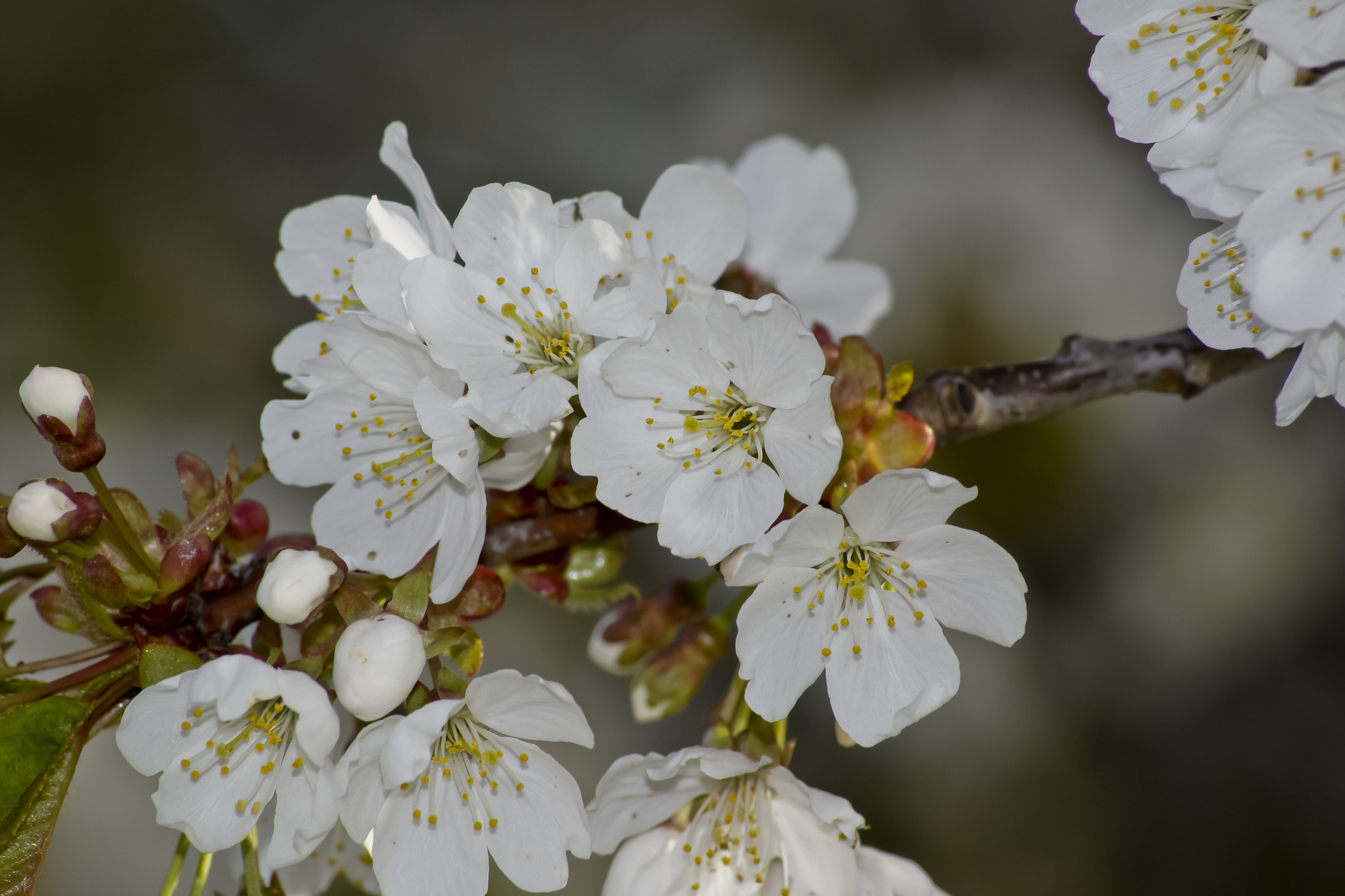 Der Frühling duftet immernoch...