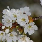 Der Frühling duftet immernoch...