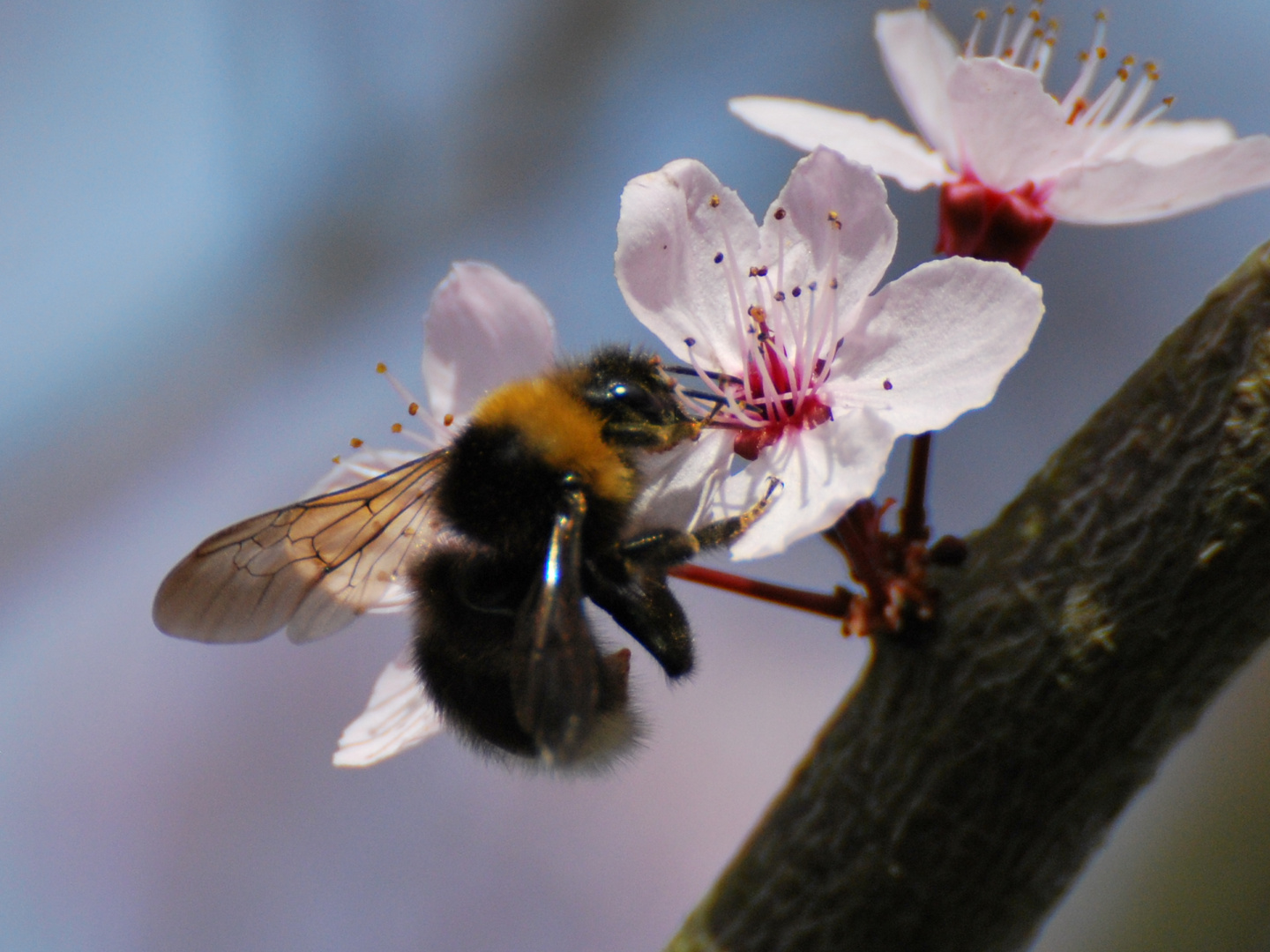 Der Frühling