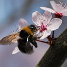 Der Frühling